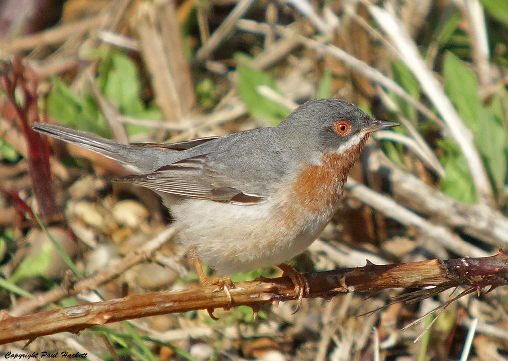 Digiscoped Subalpine Warbler