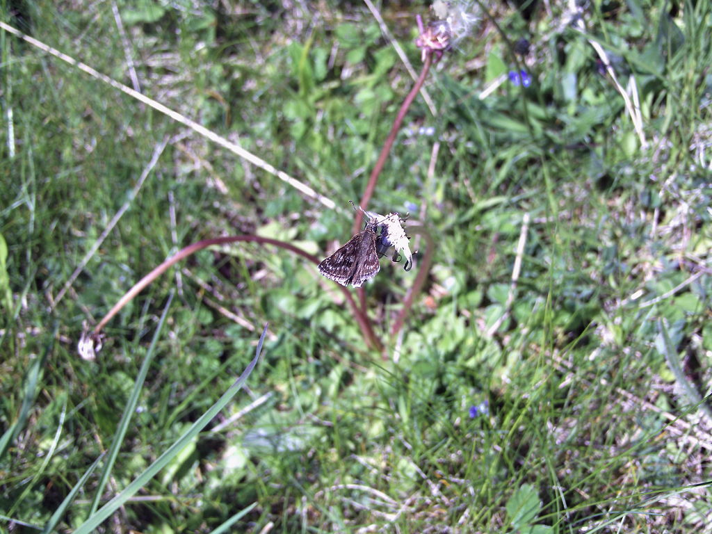 Dingy Skipper Butterfly