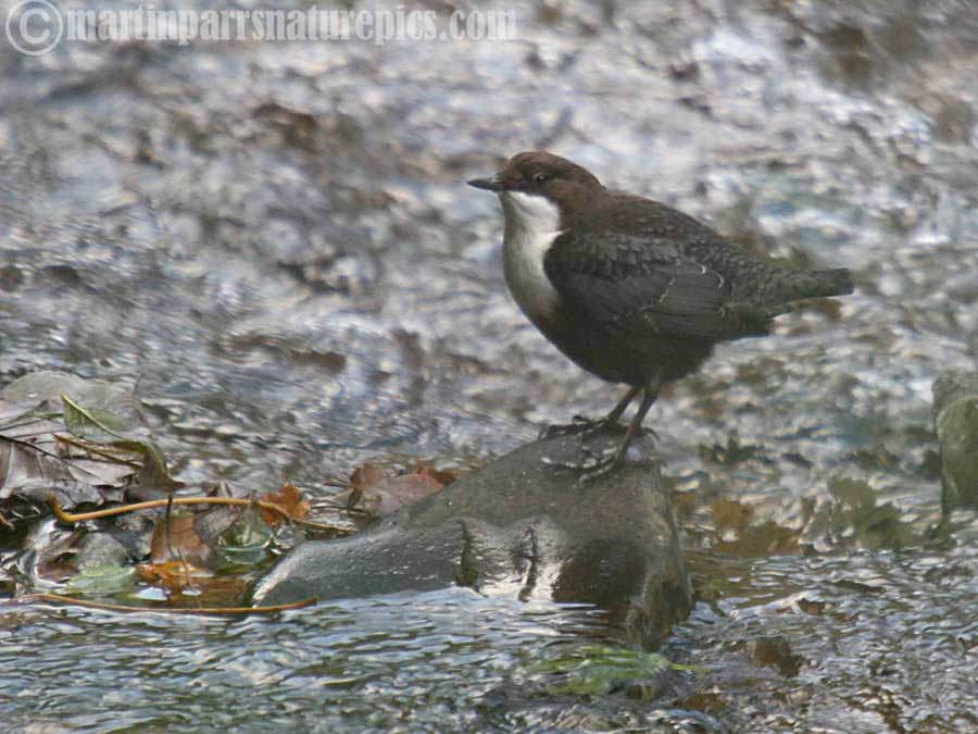 Dipper from dippers