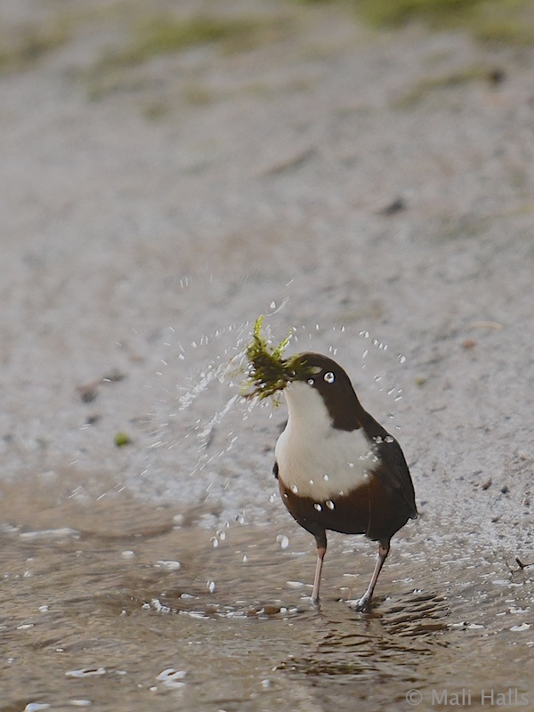 Dipper