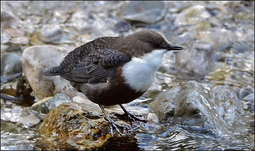 Dipper