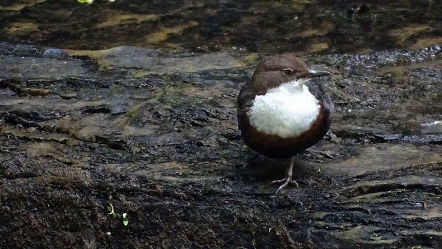 Dipper