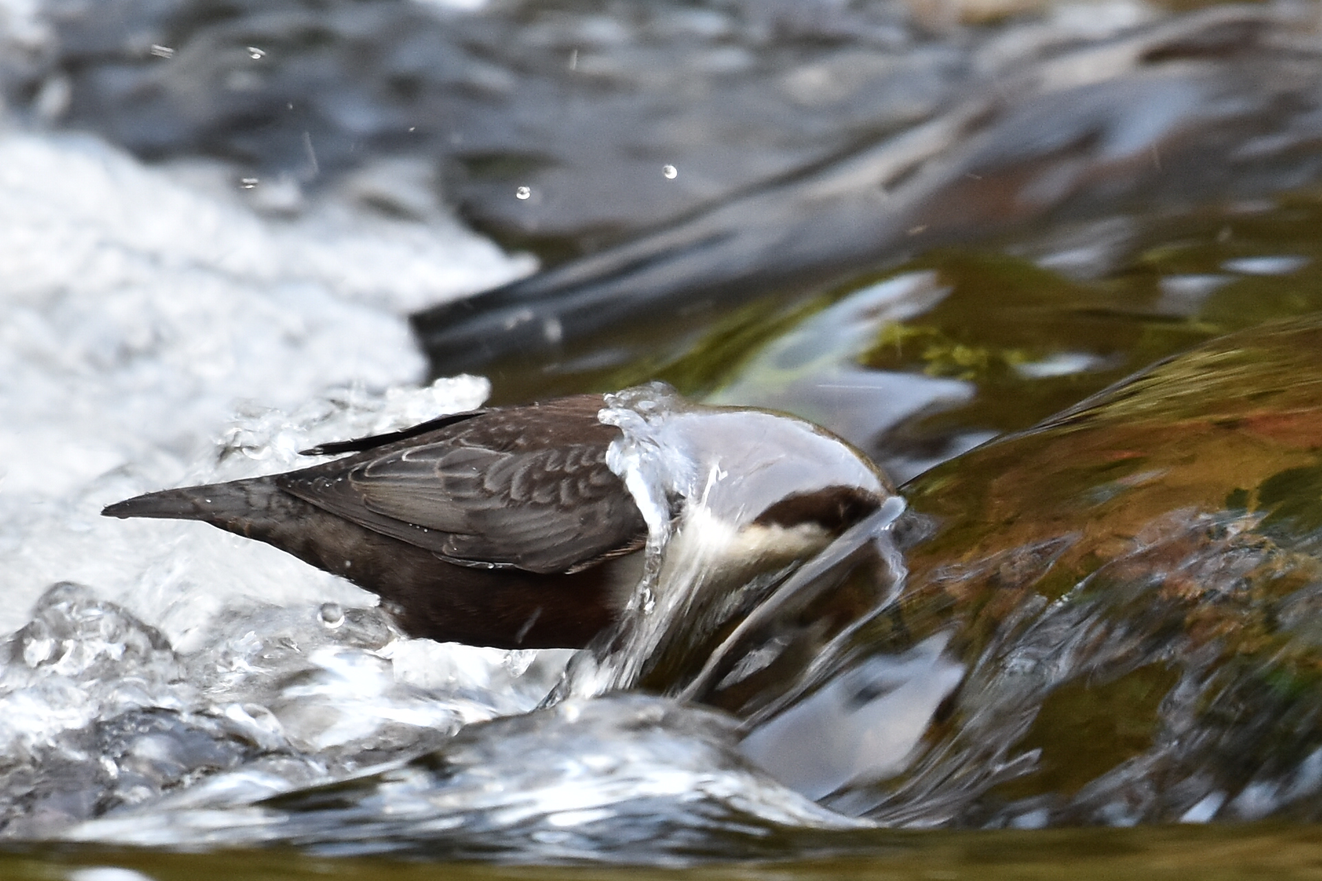 Dipper