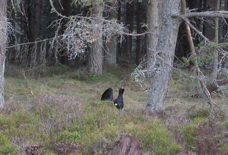 Displaying Capercaillie
