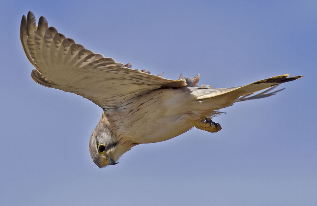 Distinct Pose of a Kestrel