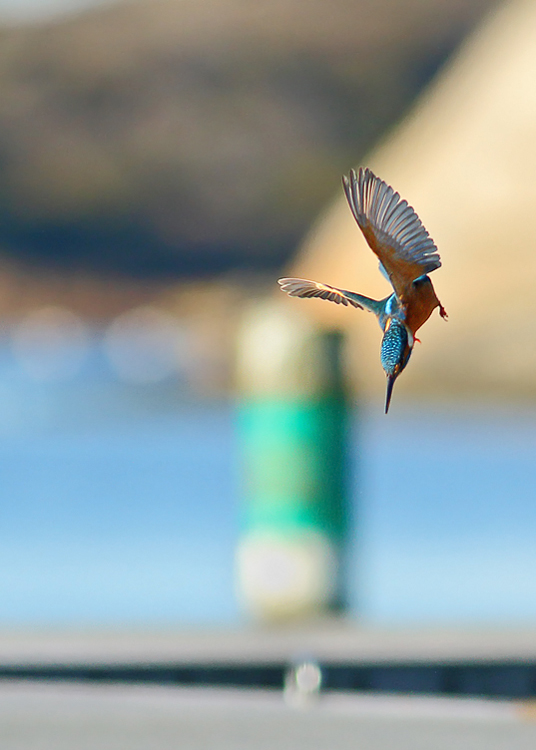 Diving       Kingfisher