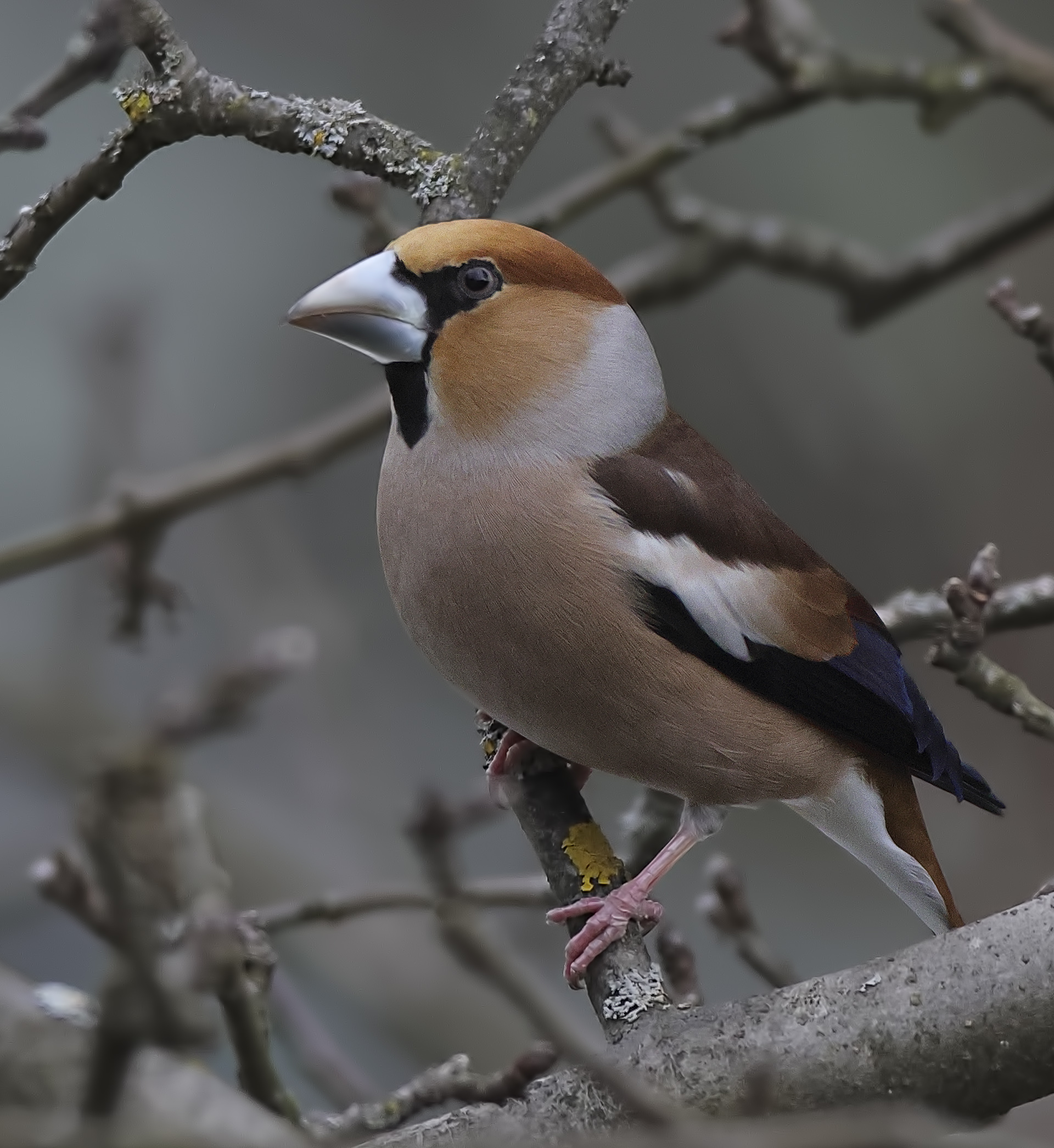 Dlesk, hawfinch (Coccothraustes coccothraustes)