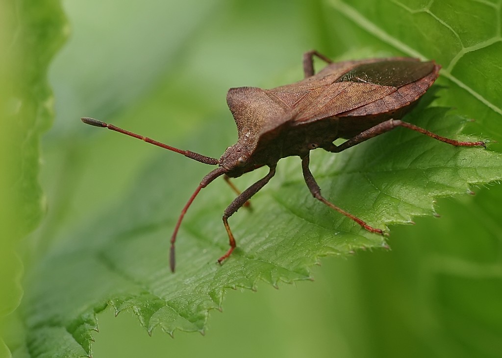 Dock Bug - Coreus marginatus