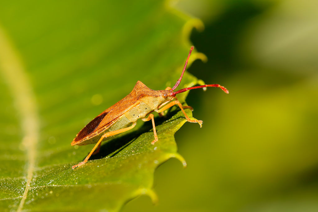 Dock Bug