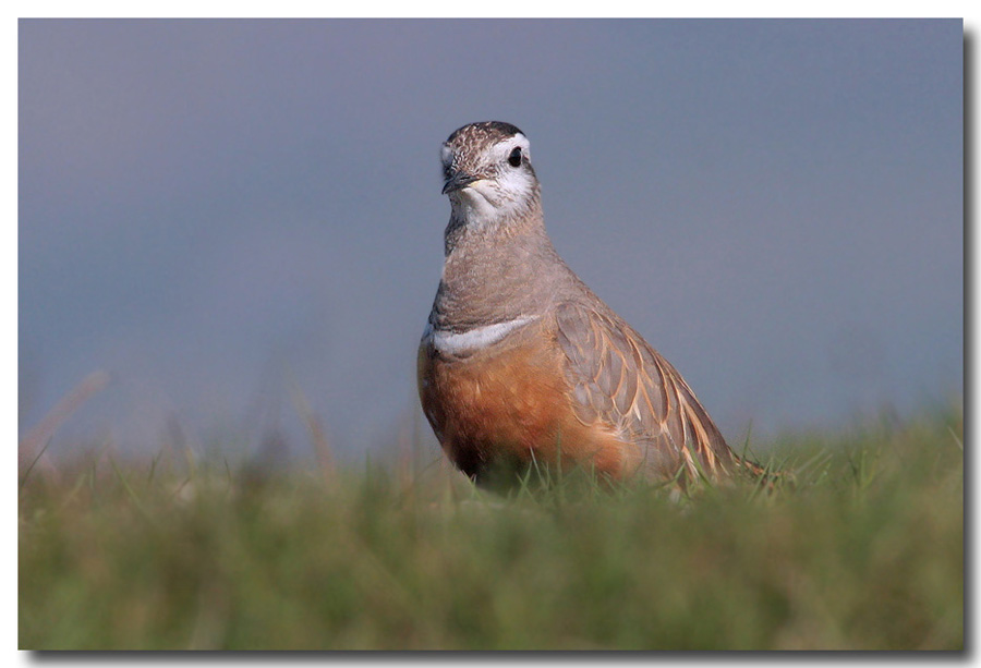 Dotterel