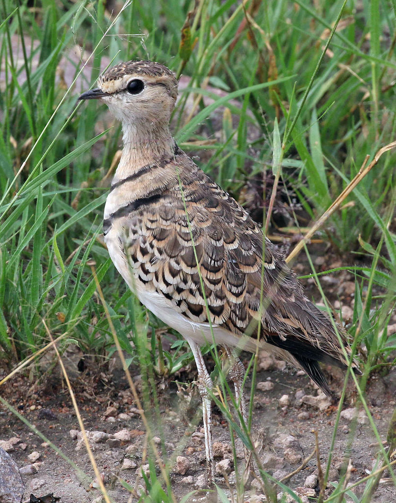 Double-banded Courser