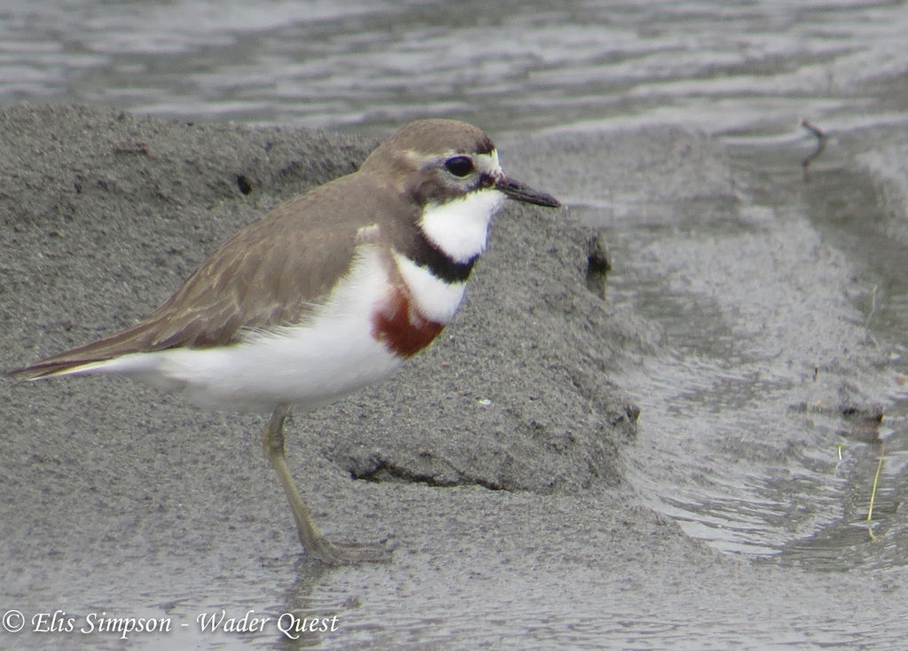 Double-banded Plover