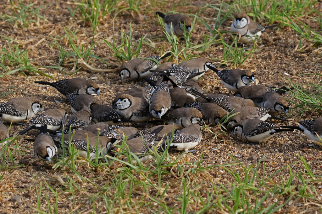 Double-barred Finch feeding in the backyard