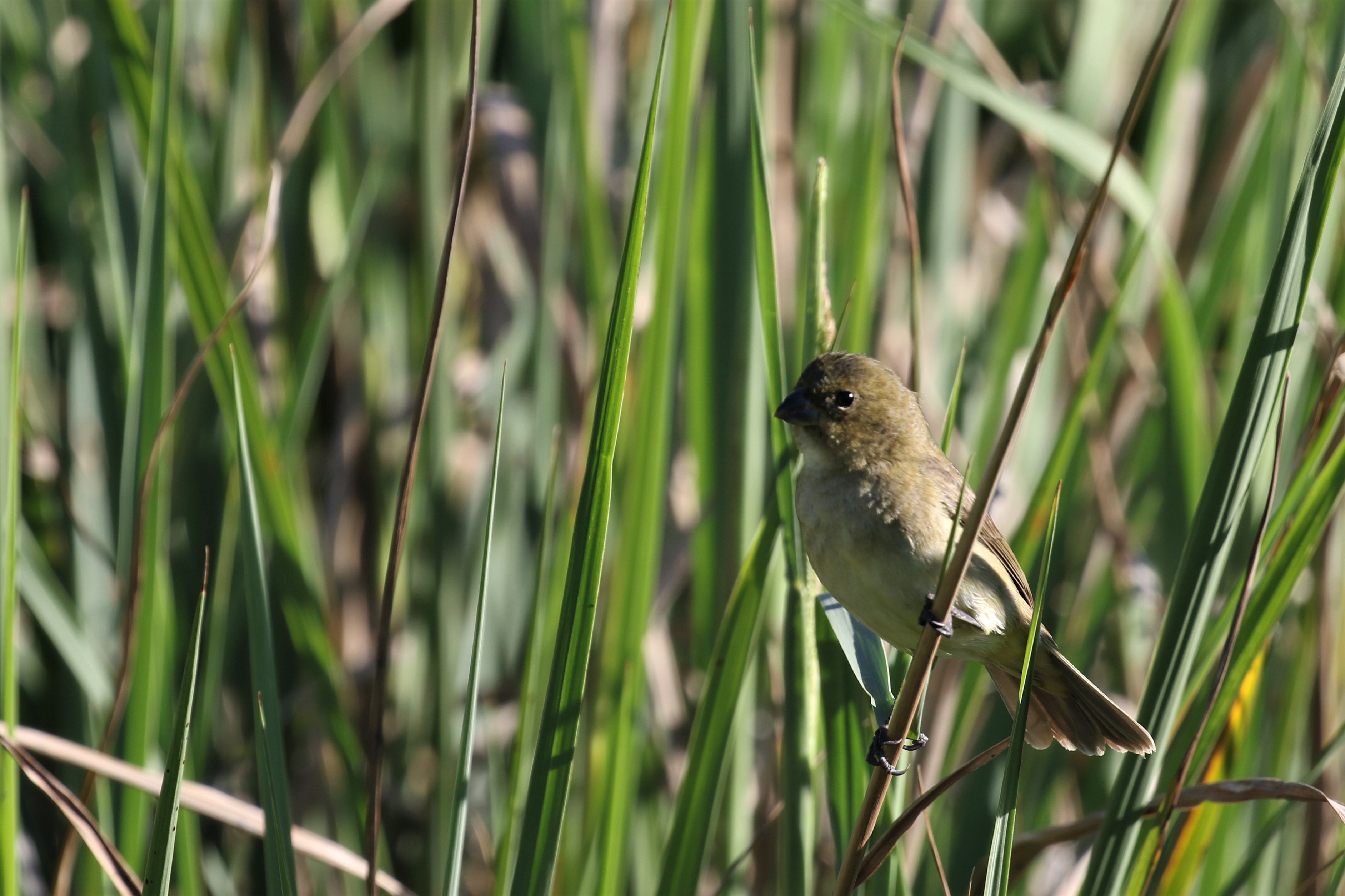 Double-collared Seedeater