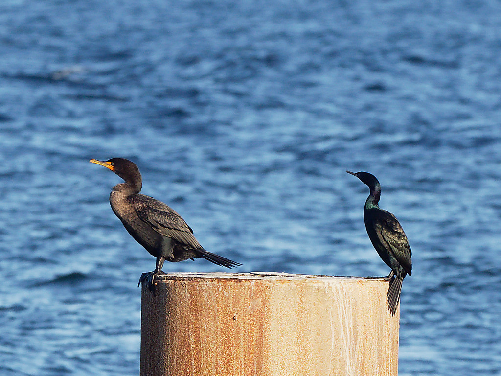 Double-crested and pelagic cormorants