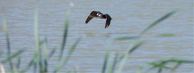 Double-crested Cormorant