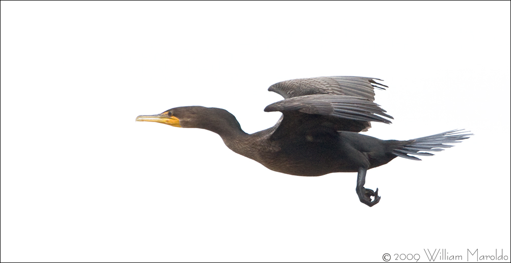 Double-crested Cormorant