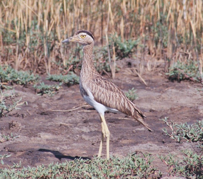 Double-striped Thick-knee