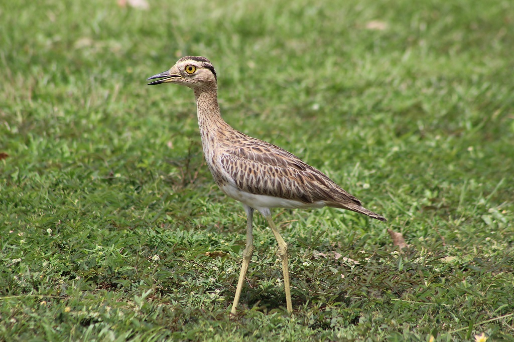 Double - striped Thick - knee