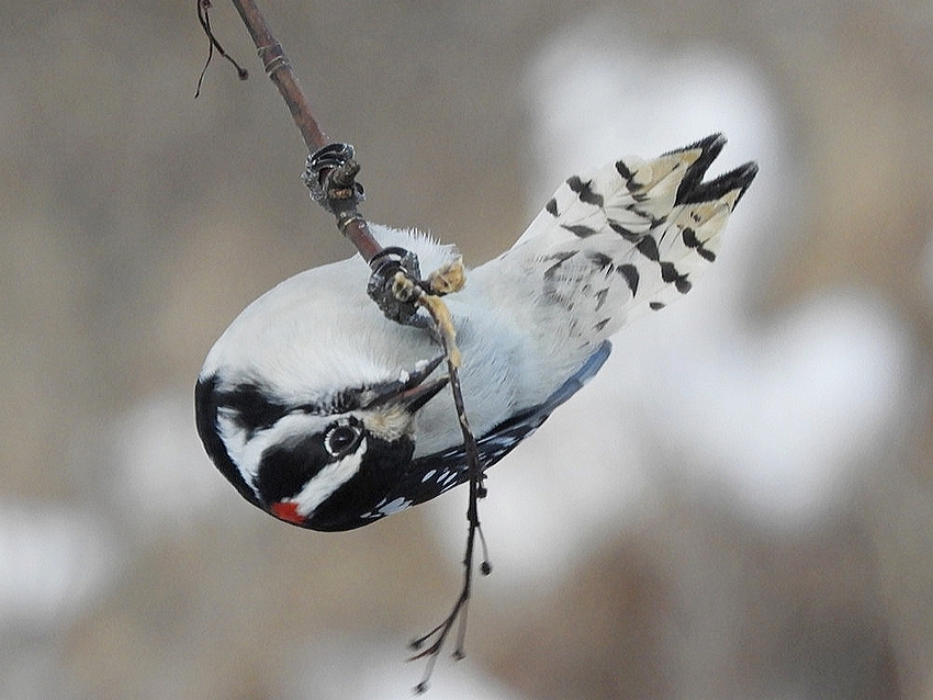 Downy Woodpecker Acrobat