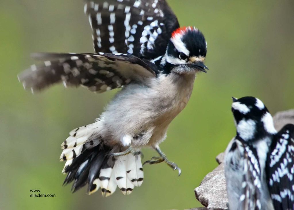 Downy Woodpecker, male, female