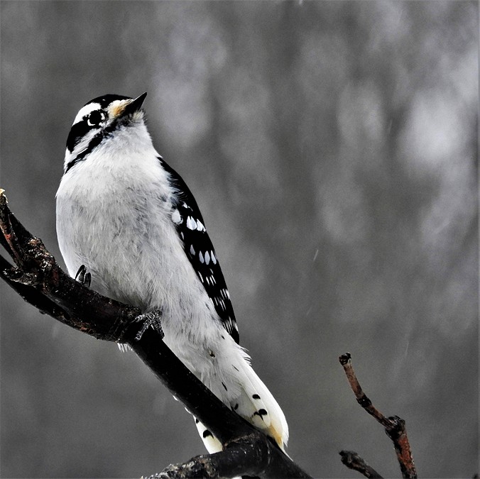 Downy Woodpecker