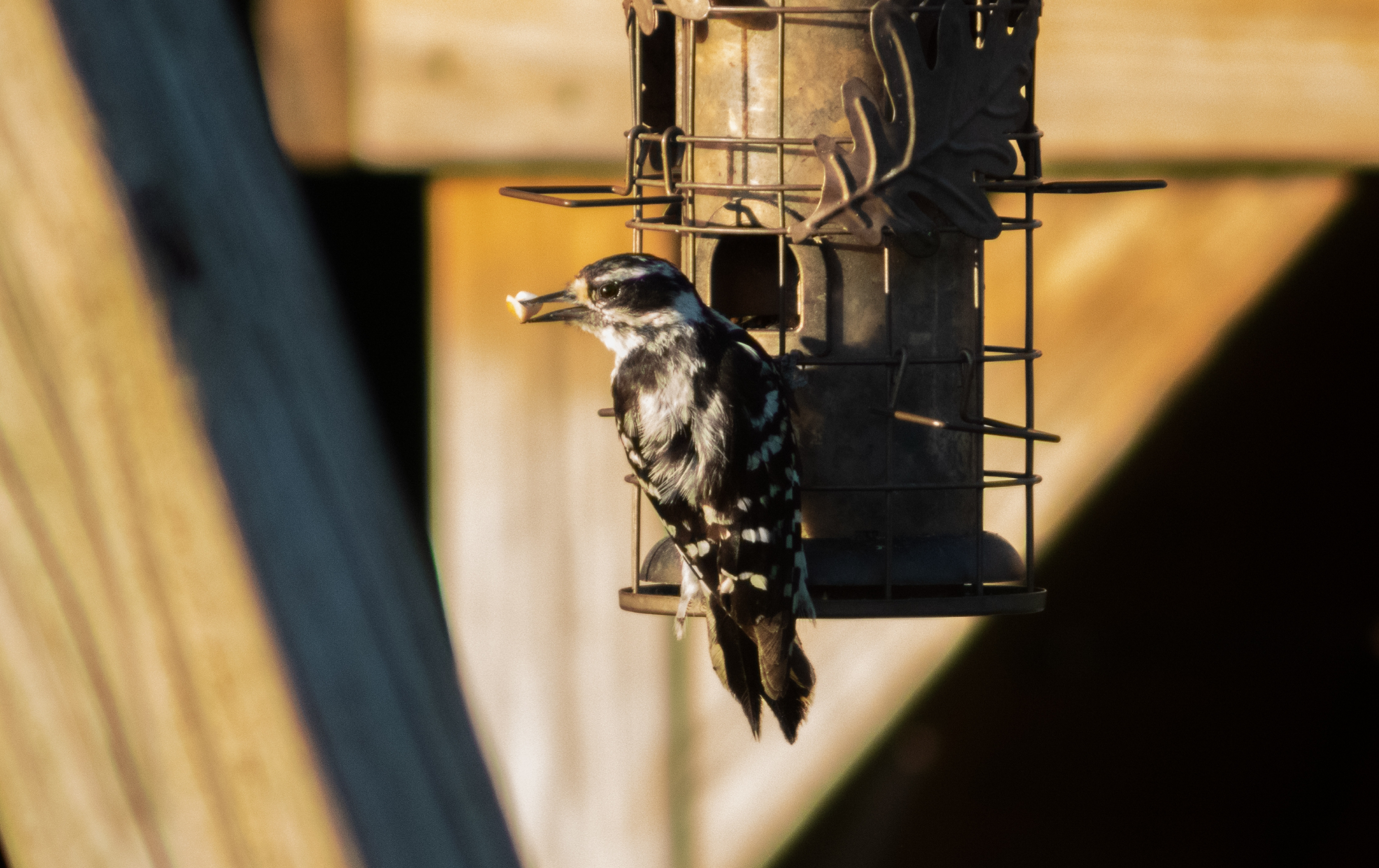 Downy woodpecker