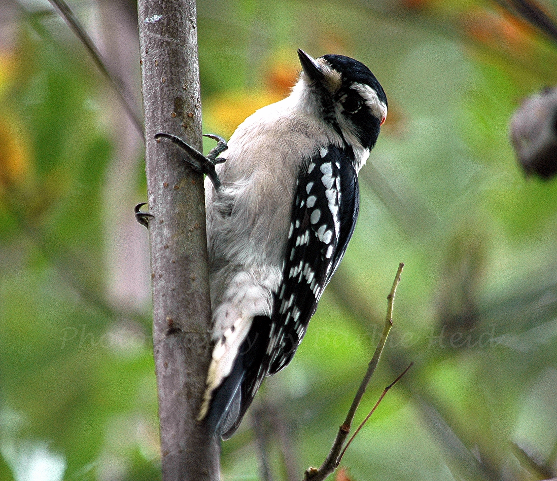 Downy woodpecker