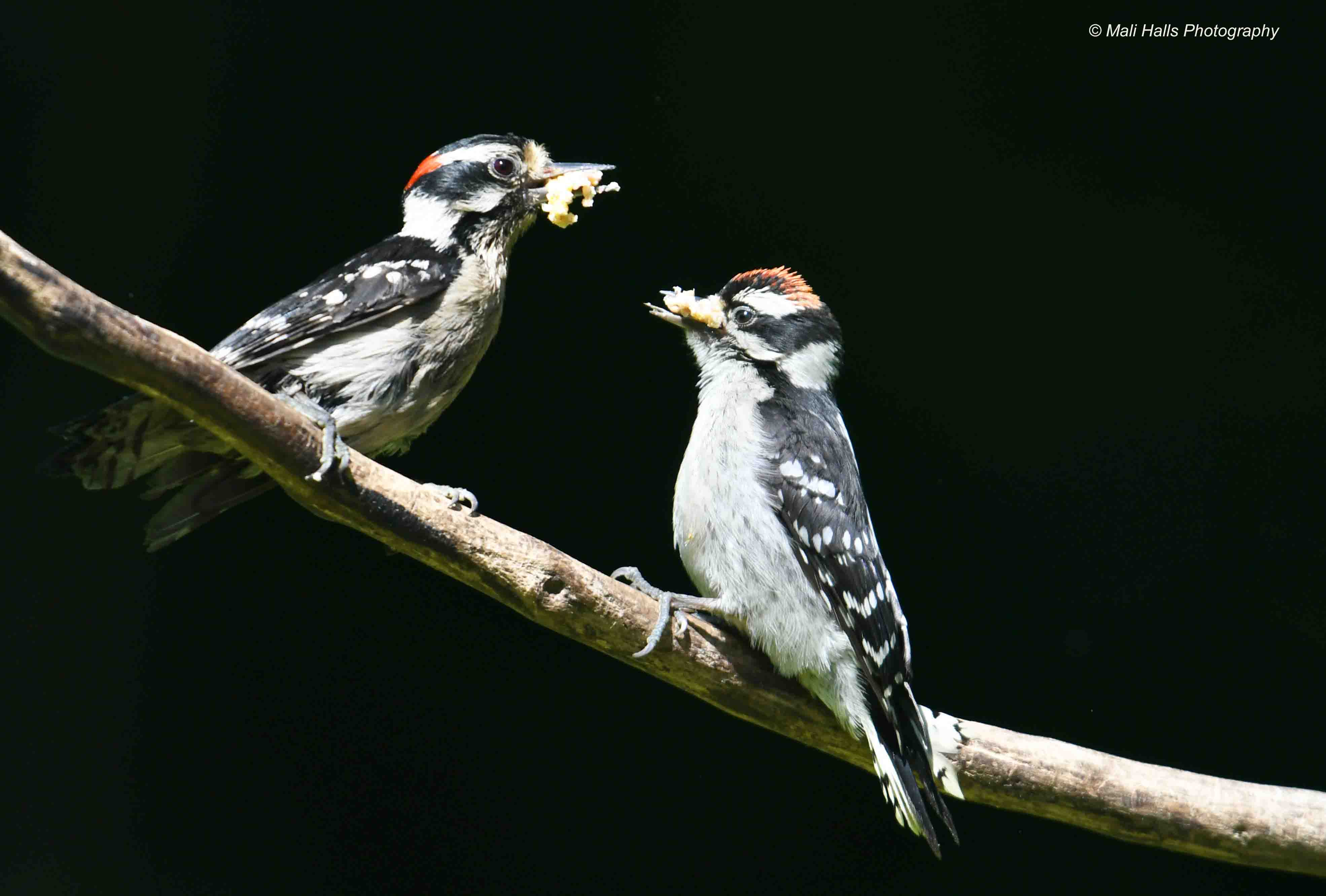 Downy Woodpeckers 2623.jpg