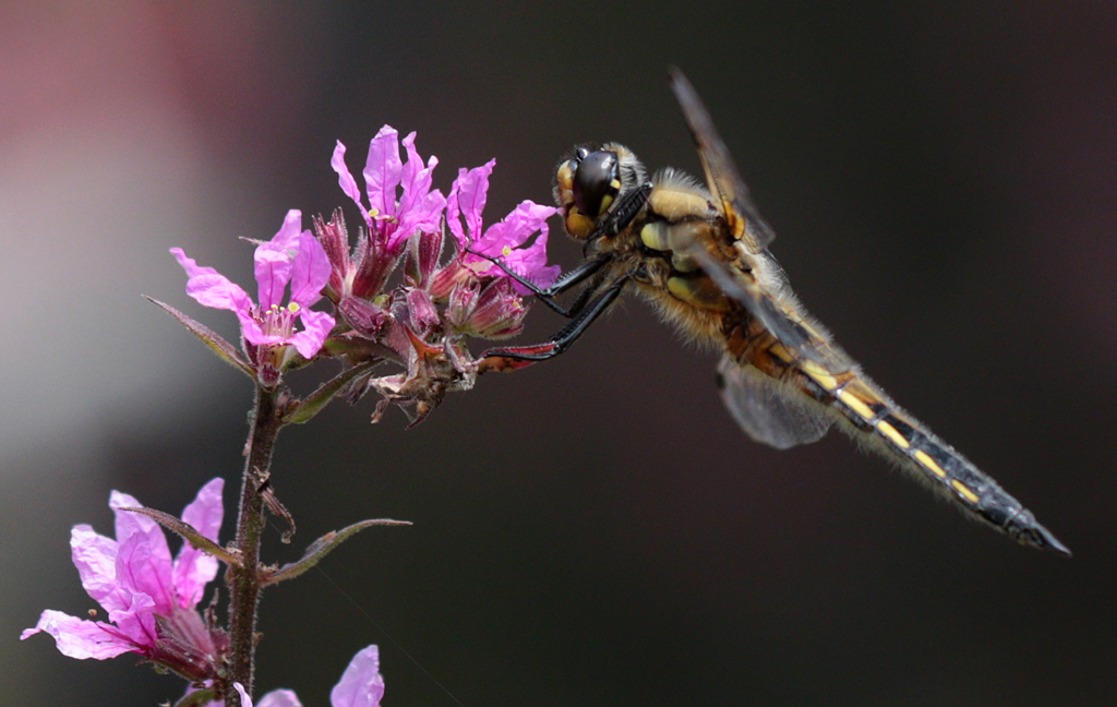 Dragonfly