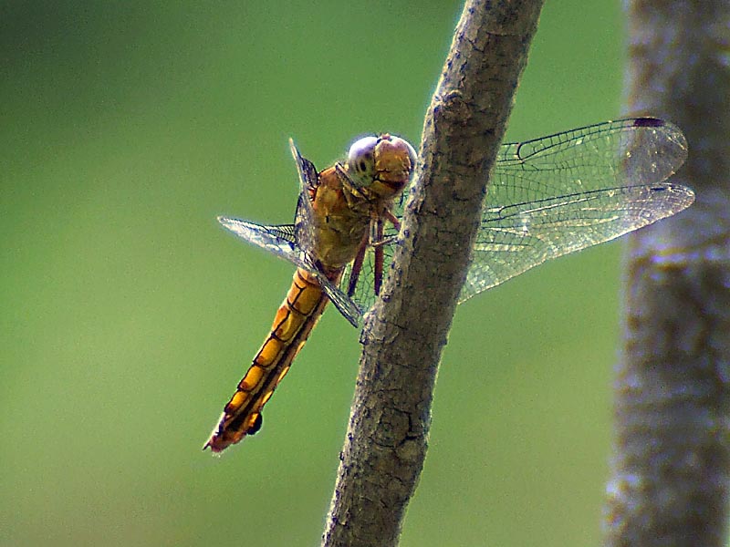 Dragonfly