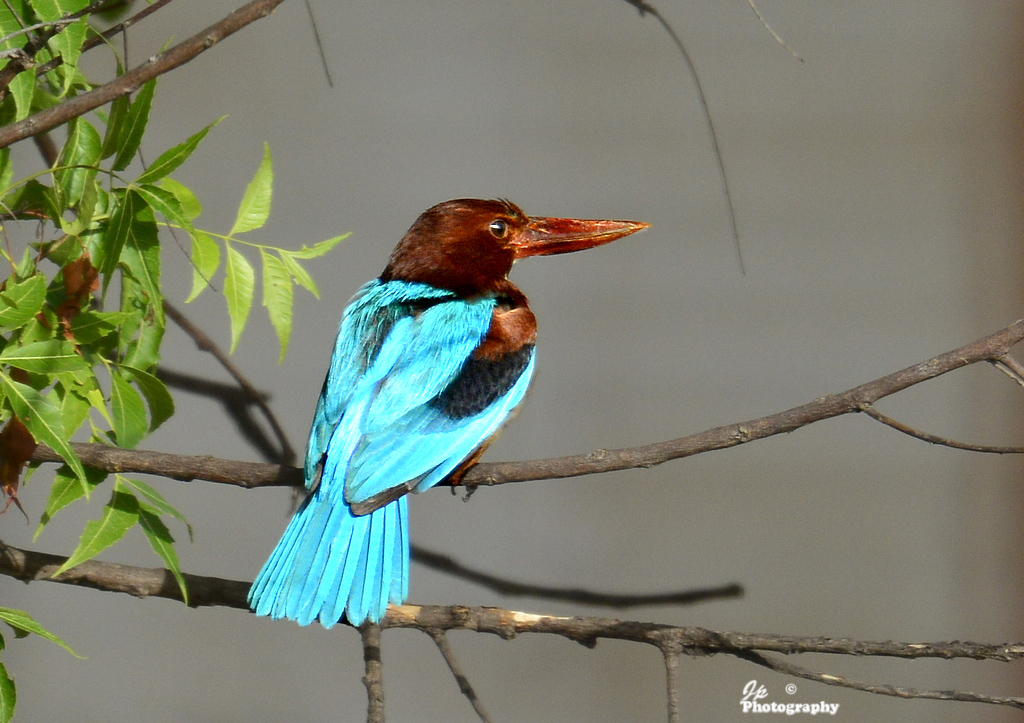 Dry Kingfisher