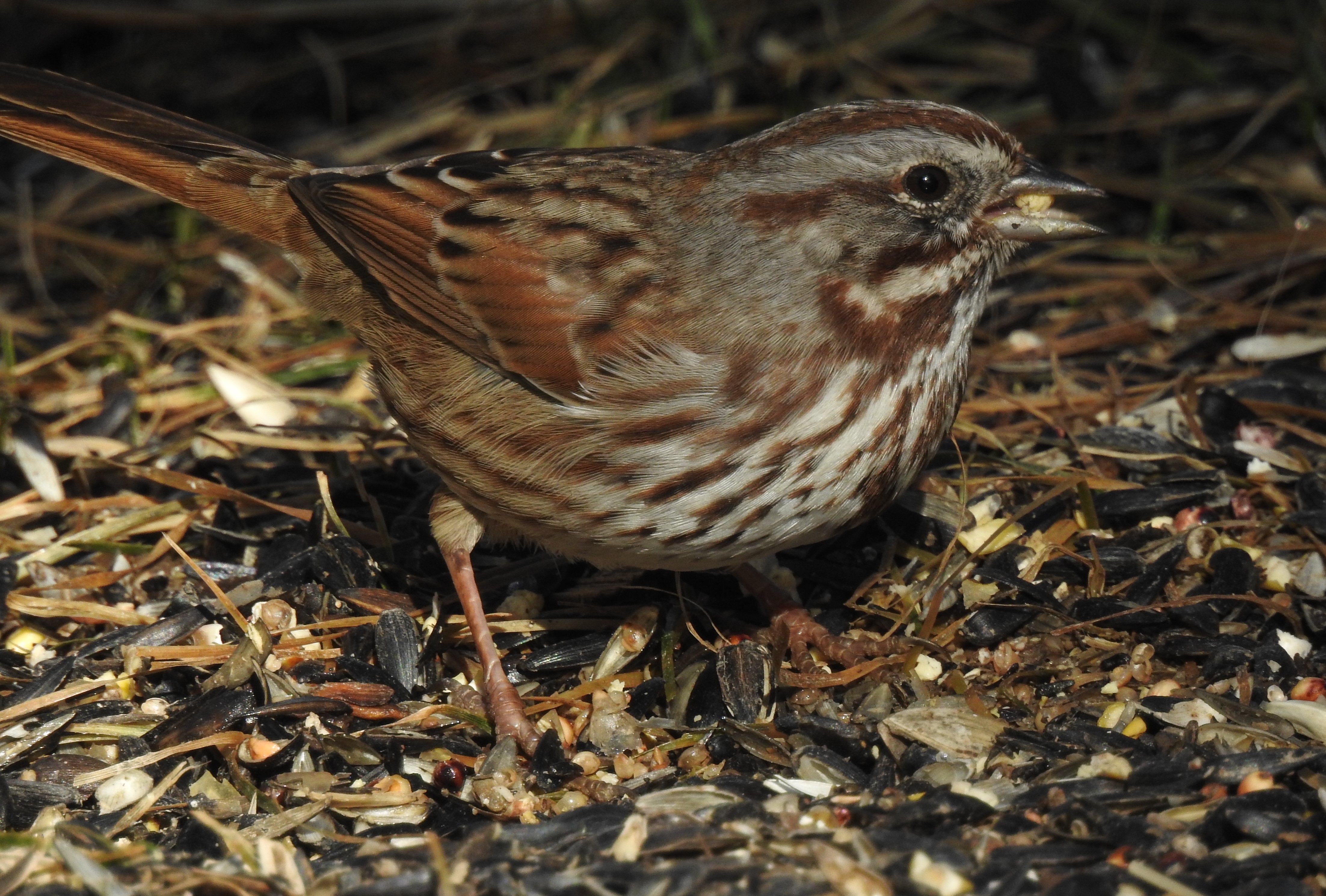 DSCN4828.JPG Song Sparrow.