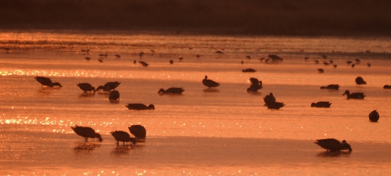 Ducks feeding at Evening light