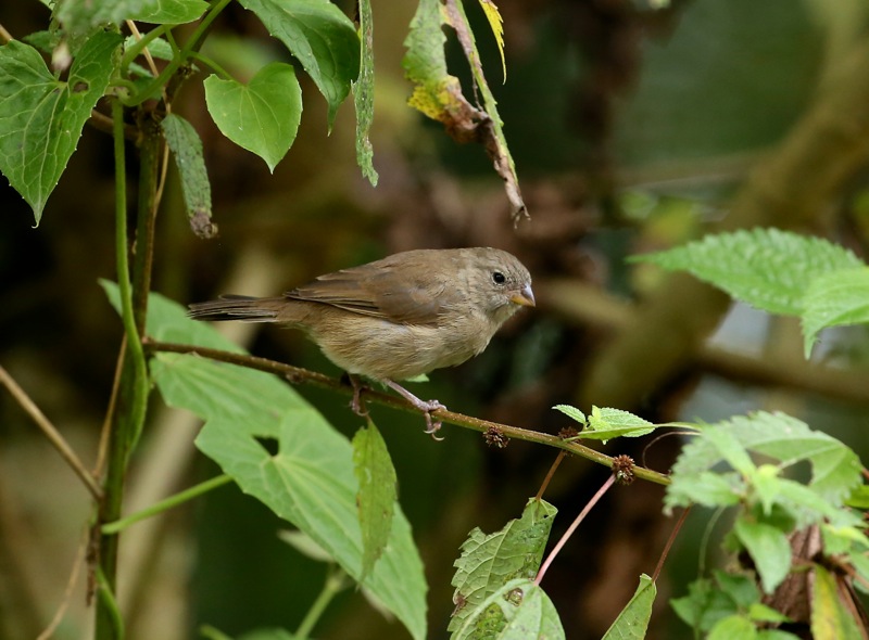 Dull-colored Grassquit