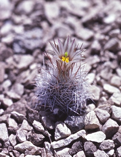 Duncan's Pincushion Cactus