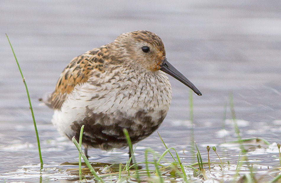 Dunlin Calidris alpina arctica SVALBARD, Norway