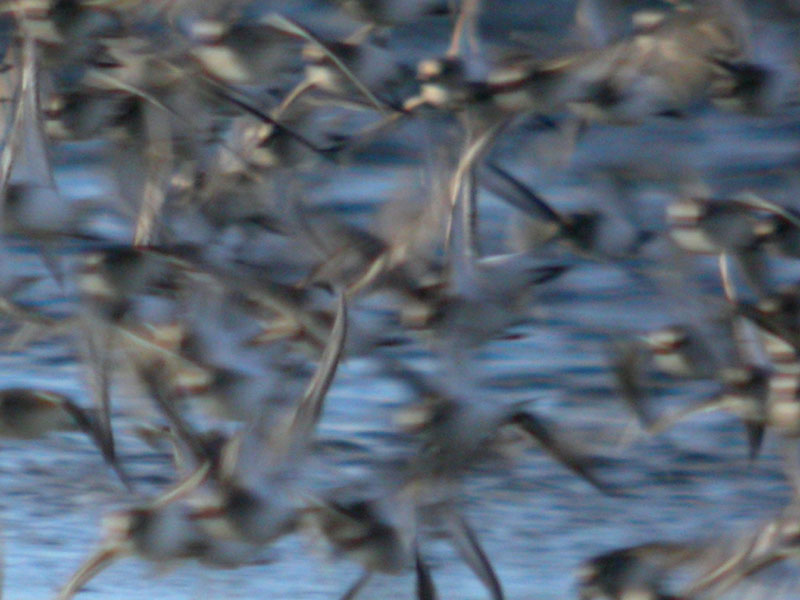 Dunlin Flight