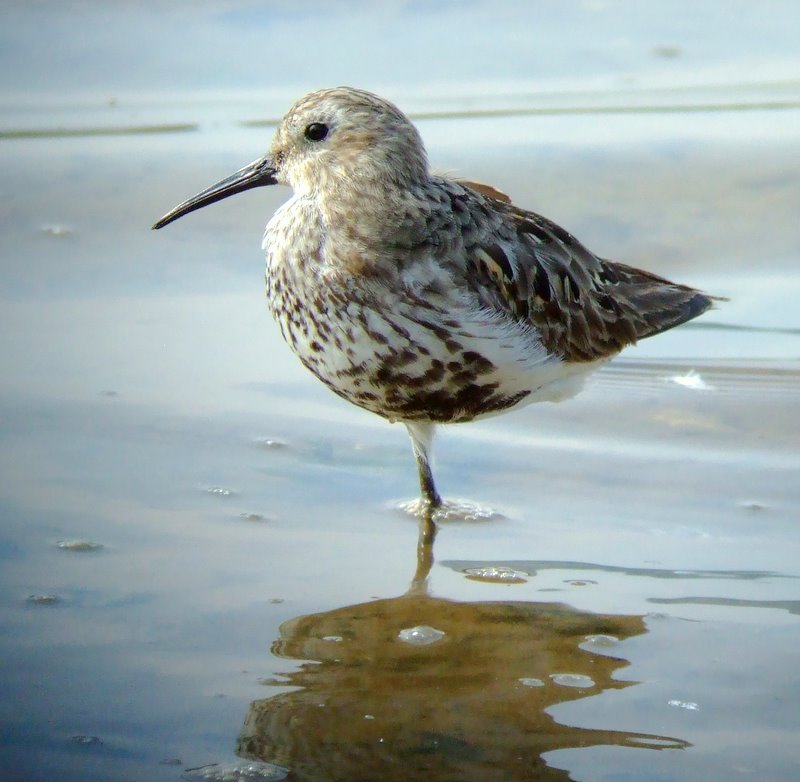 Dunlin  - River Axe, Devon