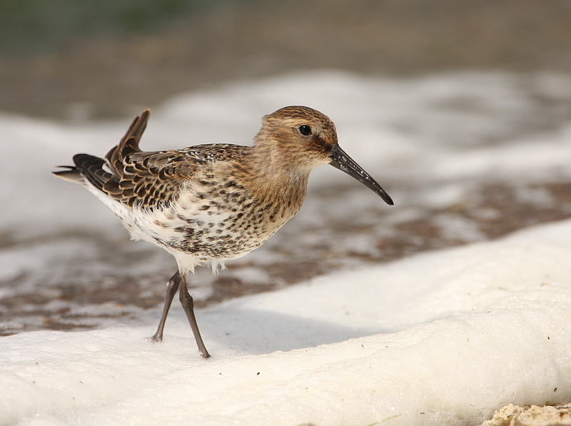 Dunlin