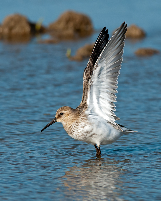 Dunlin