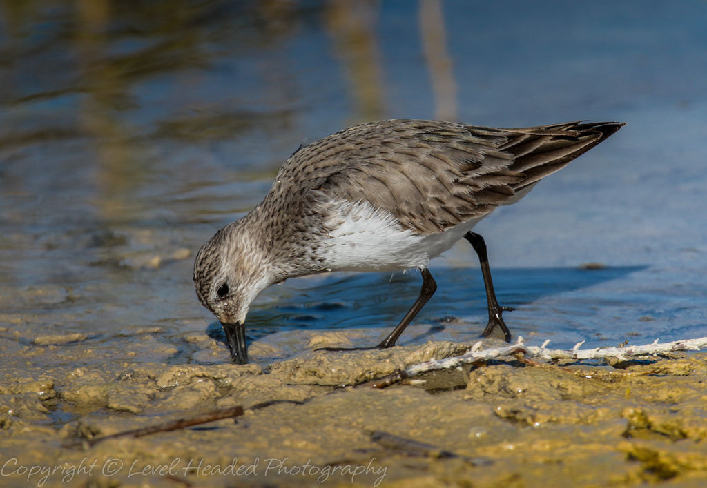 Dunlin