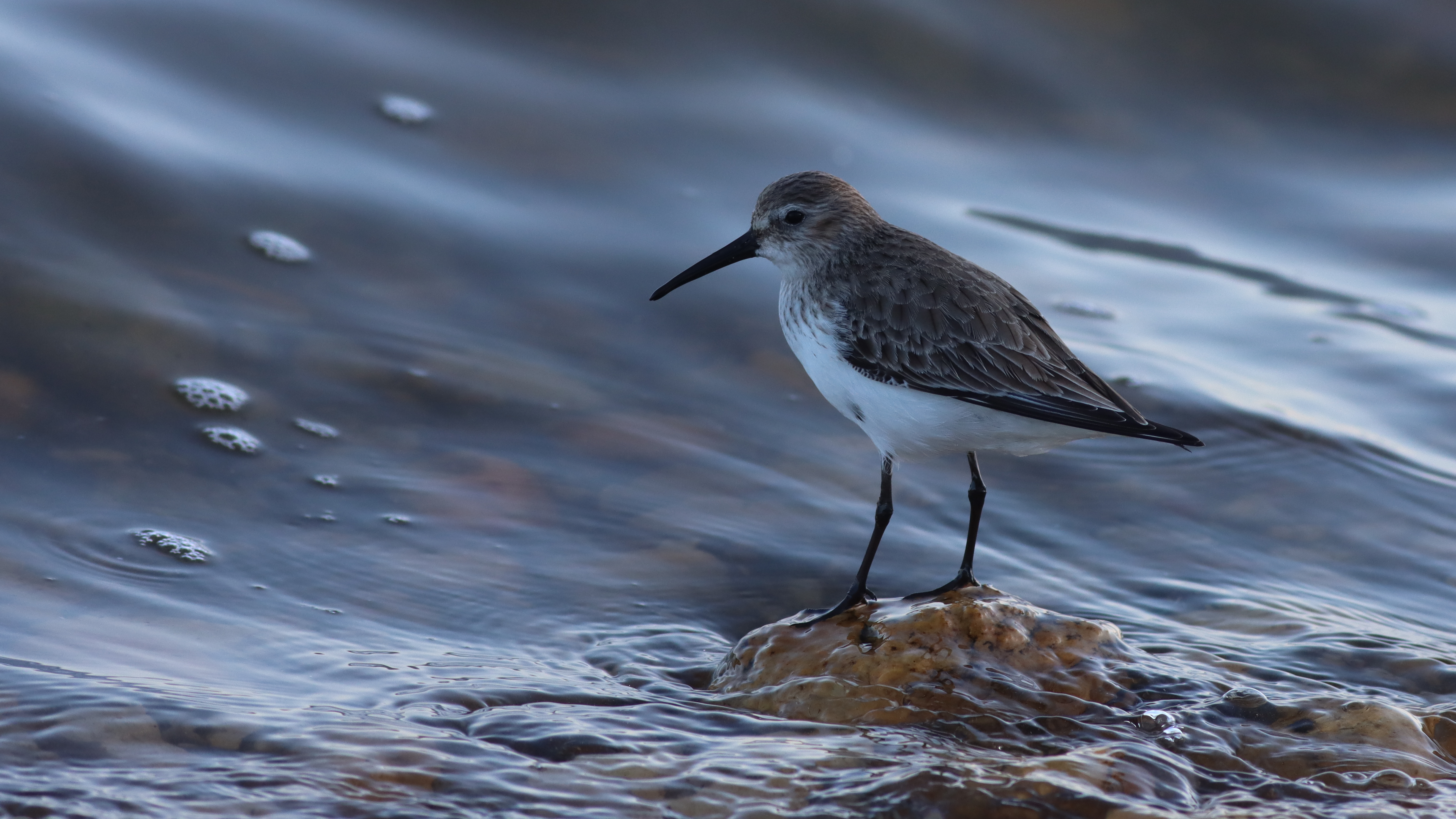 dunlin