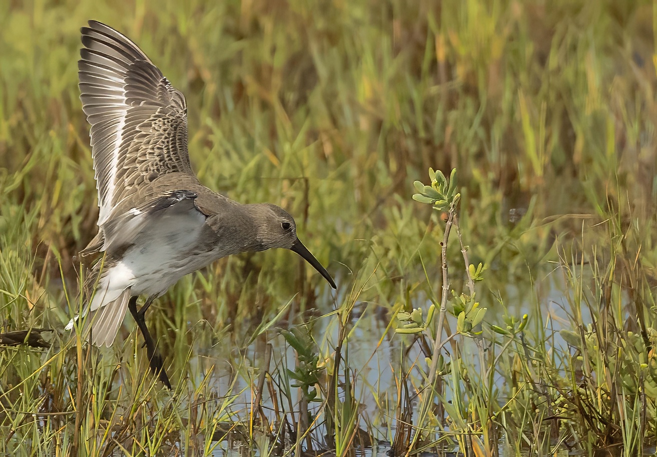 Dunlin