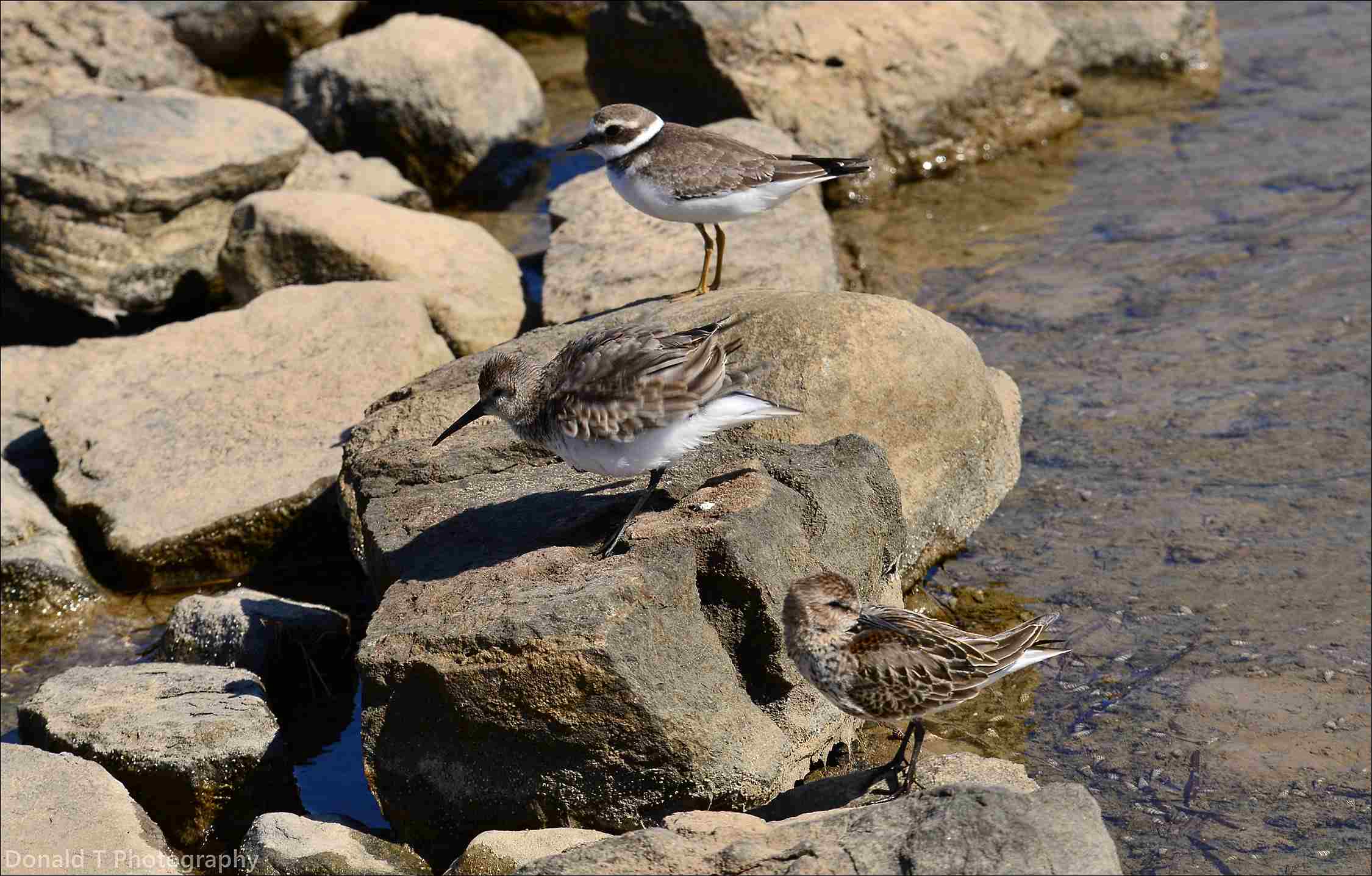 Dunlins and Ringed Plover