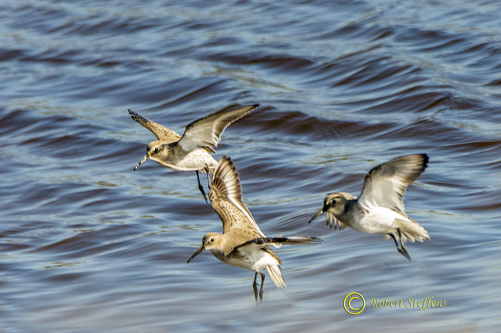 Dunlins