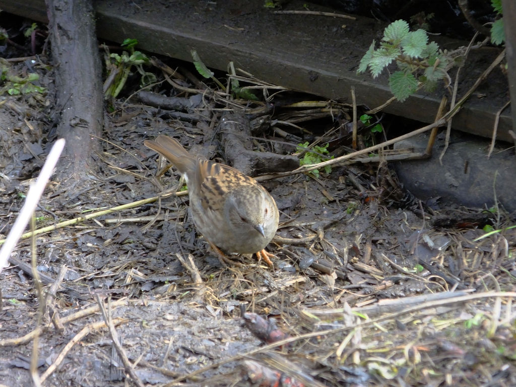 Dunnock 1