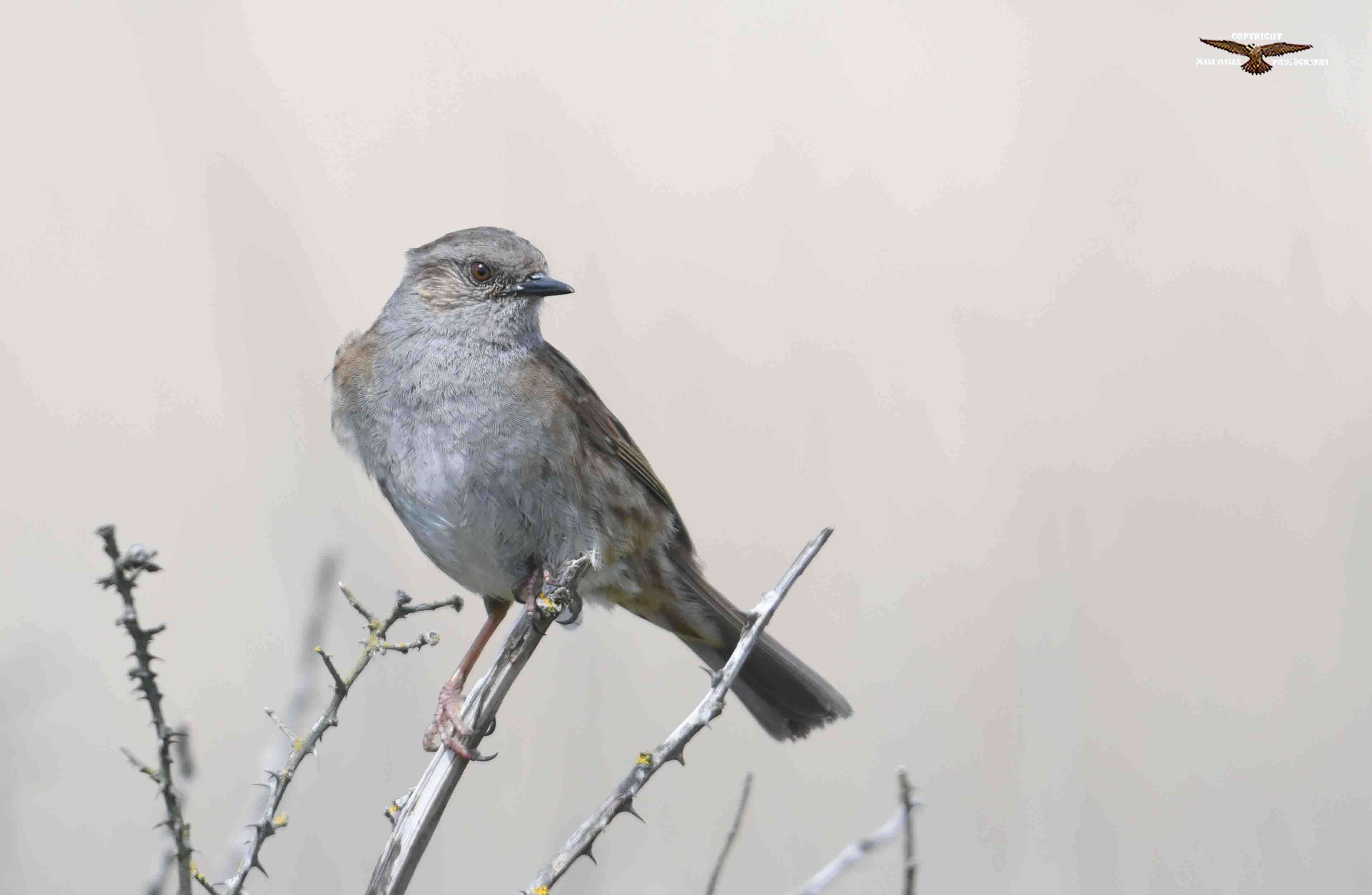 Dunnock 5764.jpg