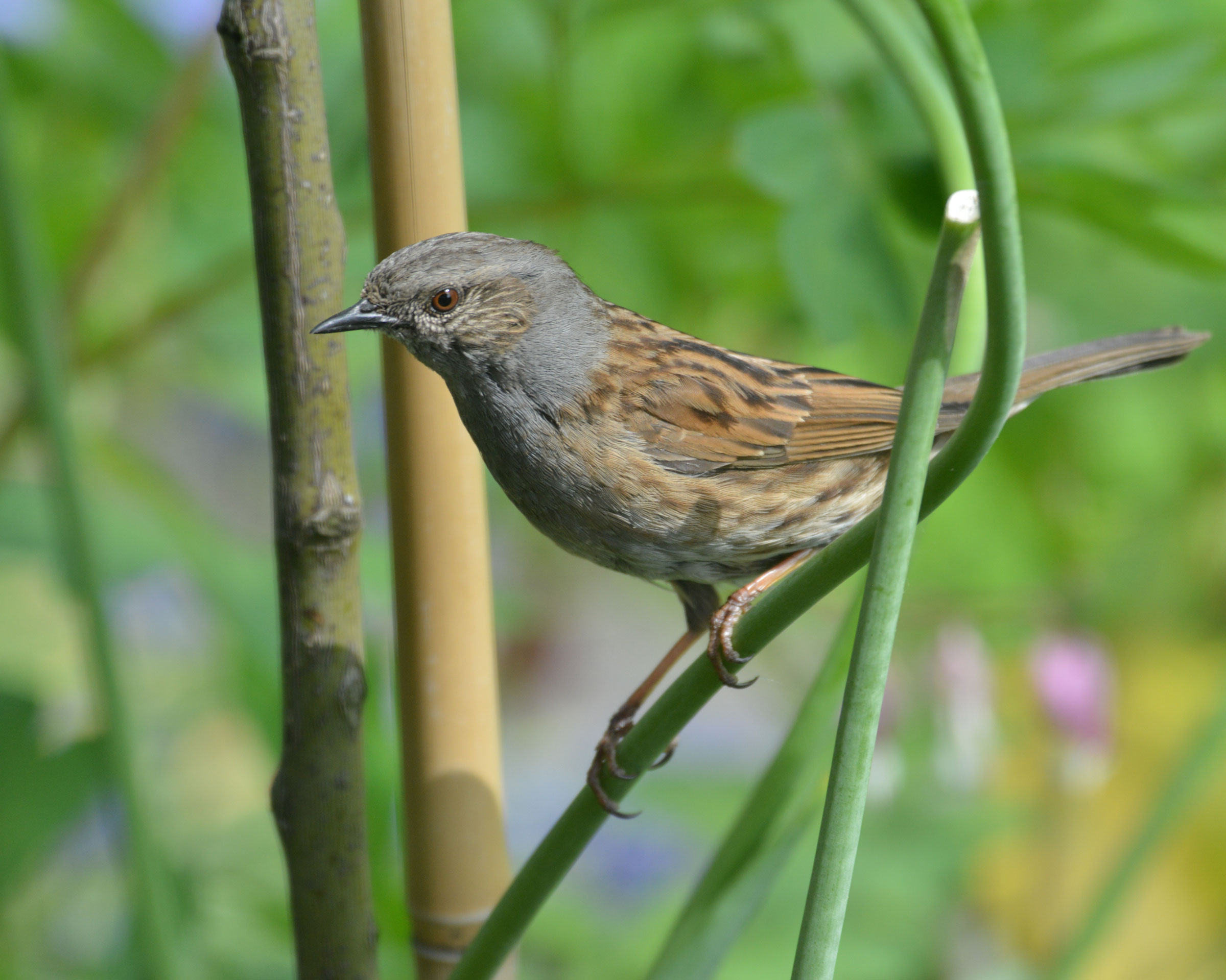 Dunnock .jpg