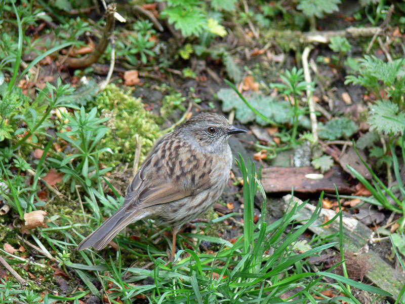 Dunnock of The Woodland